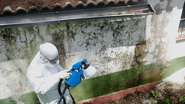 Trusted Attic Mold Removal service in Clermont, FL - Cheap Mold Removal